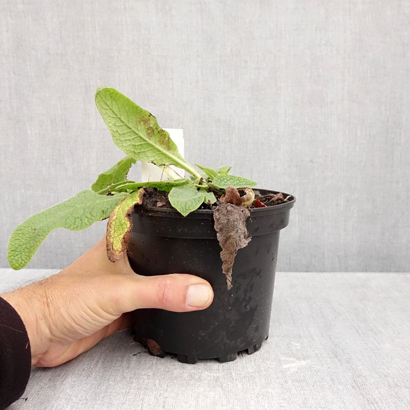 Esemplare di Symphytum azureum - Consolida blu Vaso da 2L/3L come consegnato in autunno