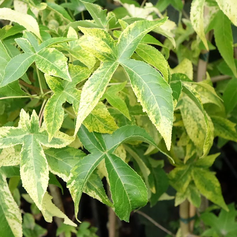 Liquidambar styraciflua Aurora - Storace americano (Fogliame)