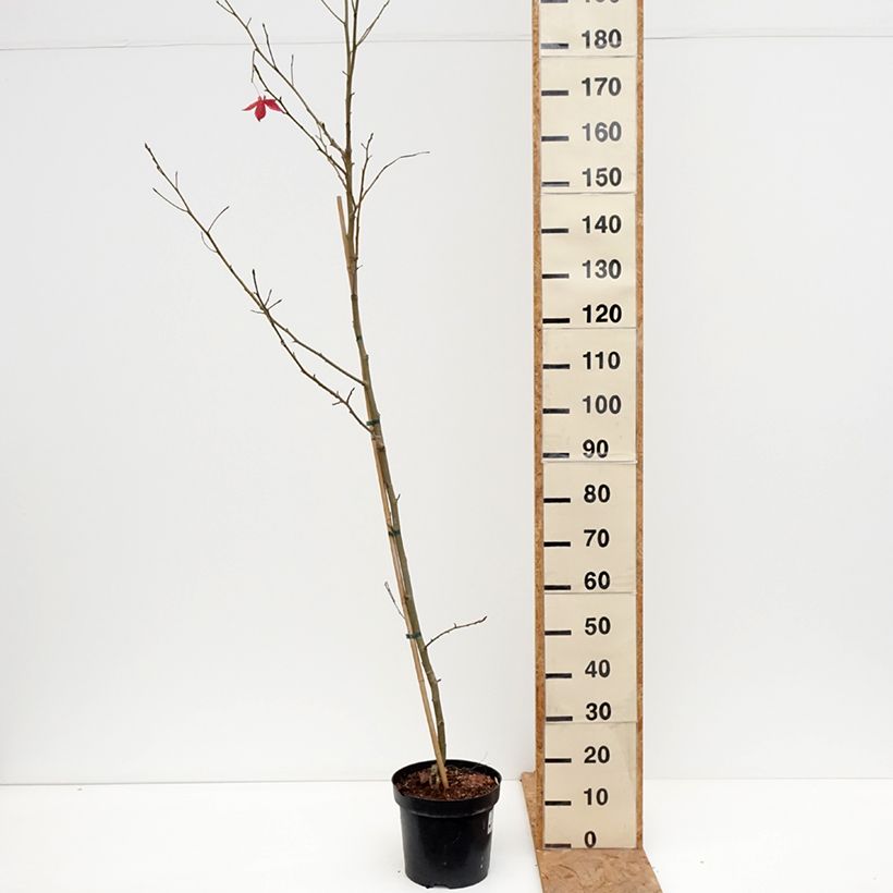 Esemplare di Liquidambar styraciflua Aurora - Storace americano Vaso da 4L/5L come consegnato in autunno