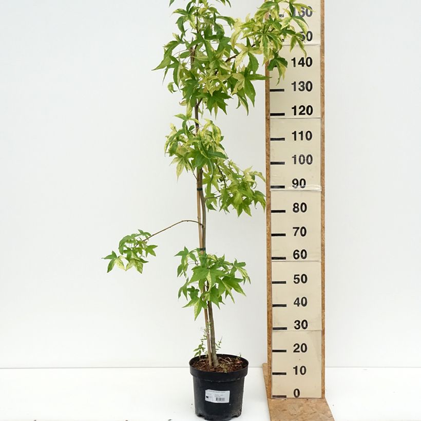 Esemplare di Liquidambar styraciflua Aurora - Storace americano Vaso da 4L/5L consegnato in estate
