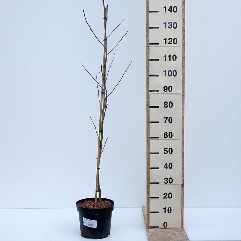 Liquidambar styraciflua Aurora - Storace americano Vaso da 4L/5L esemplare consegnato in inverno