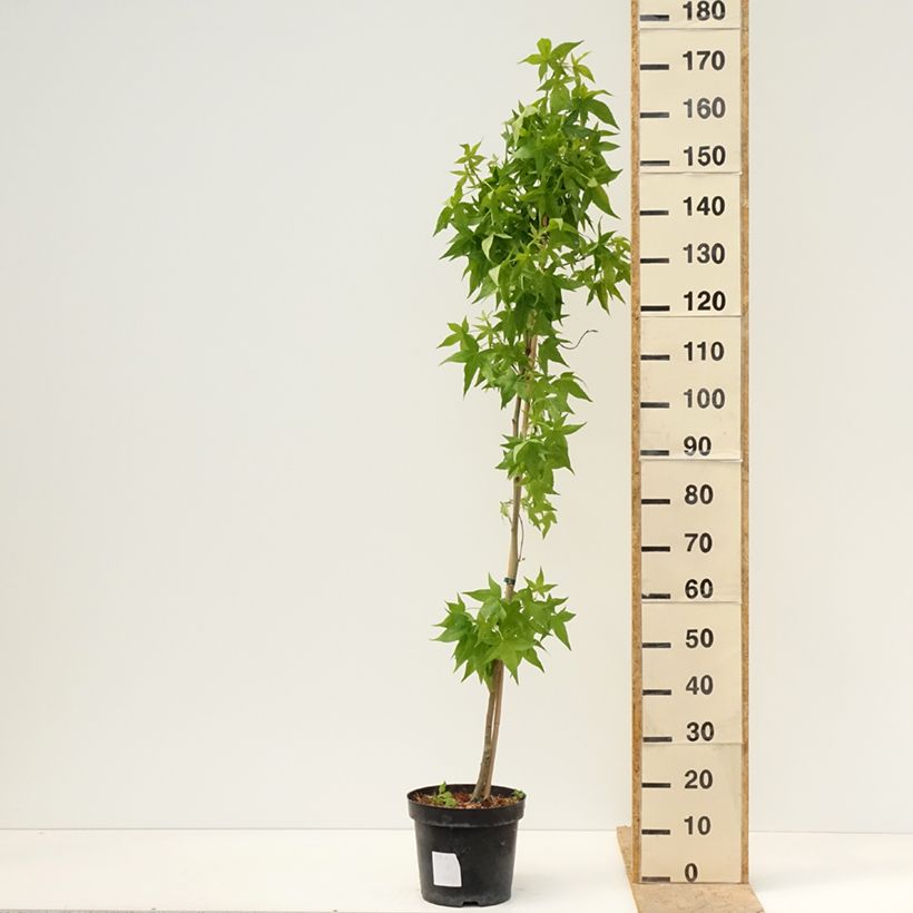 Liquidambar styraciflua Aurora - Storace americano Vaso da 4L/5L esemplare consegnato in primavera