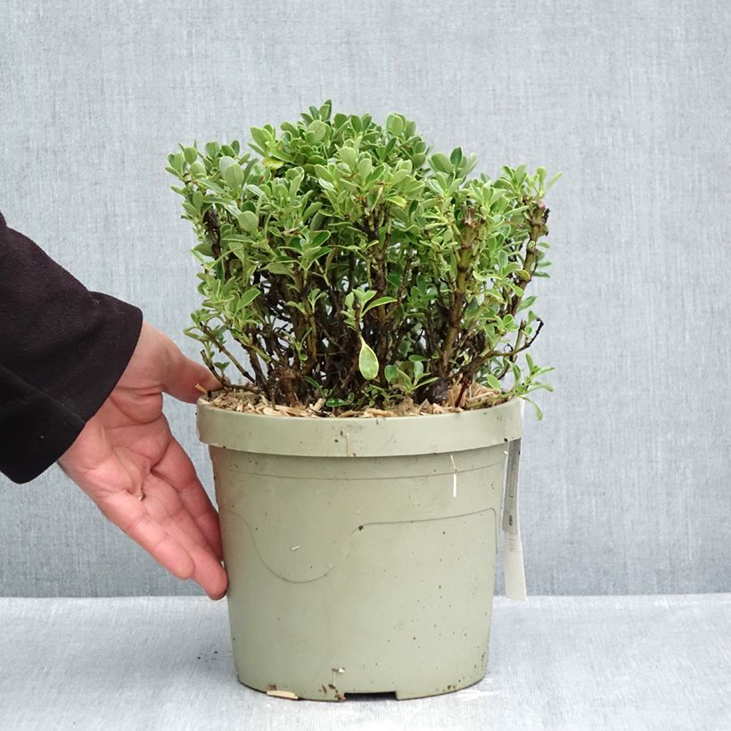 Esemplare di Coprosma Mini Mac - Pianta specchio Vaso da 3L/4L come consegnato in autunno