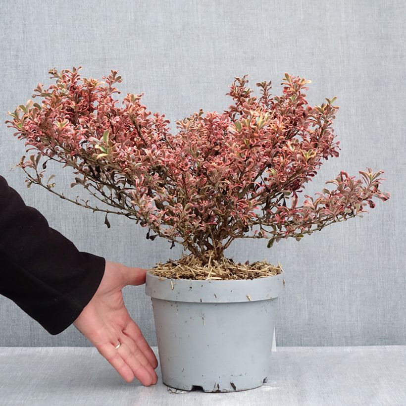 Esemplare di Coprosma Pacific Dawn - Pianta specchio Vaso da 2L/3L come consegnato in autunno