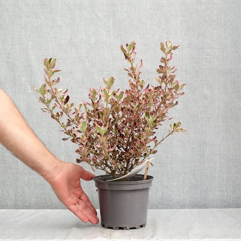Esemplare di Coprosma Pacific Dawn - Pianta specchio Vaso da 2L/3L consegnato in estate