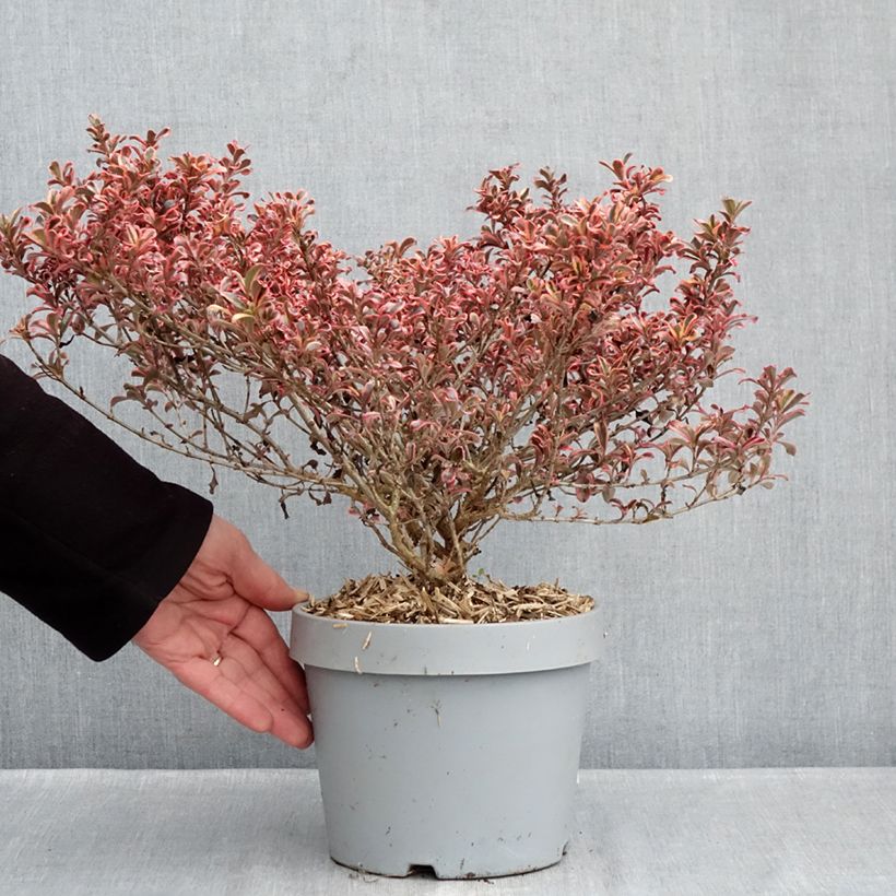 Coprosma Pacific Dawn - Pianta specchio Vaso da 2L/3L esemplare consegnato in inverno