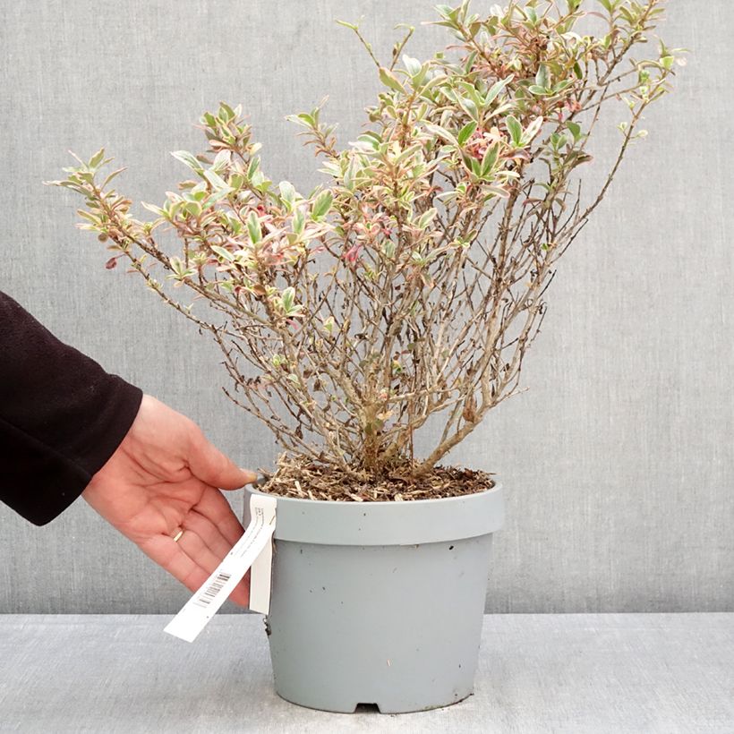 Coprosma Pacific Dawn - Pianta specchio Vaso da 2L/3L esemplare consegnato in primavera