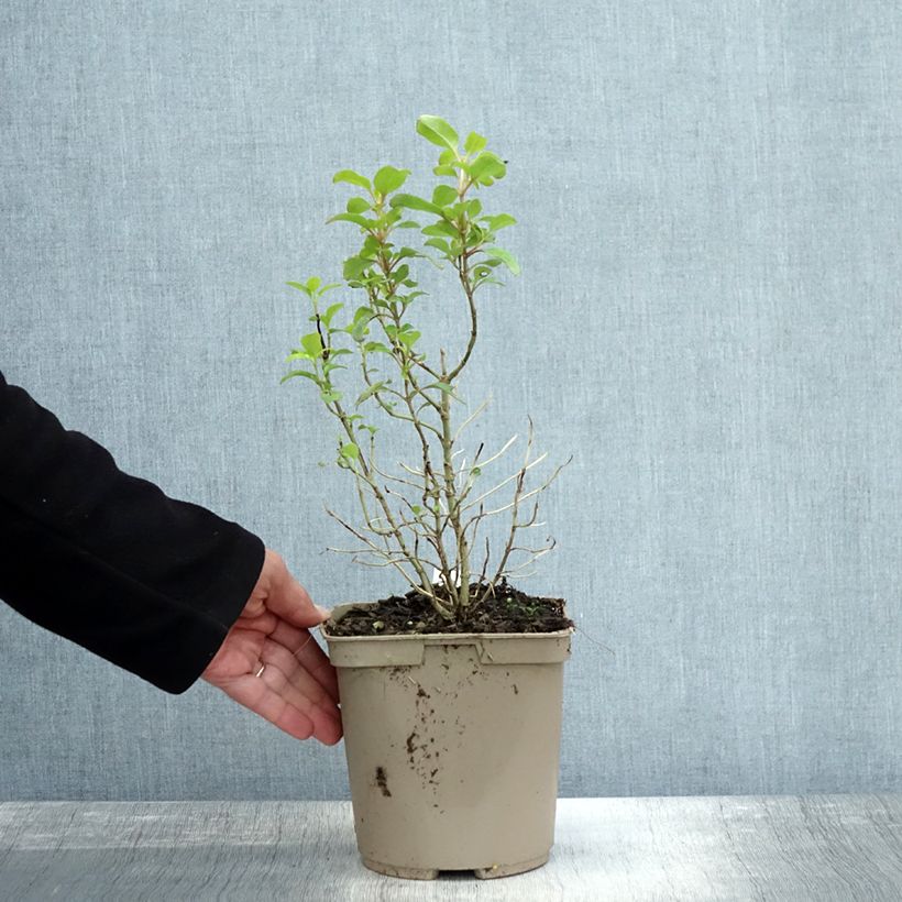 Esemplare di Coprosma robusta Pina colada - Pianta specchio Vaso da 3L/4L come consegnato in autunno