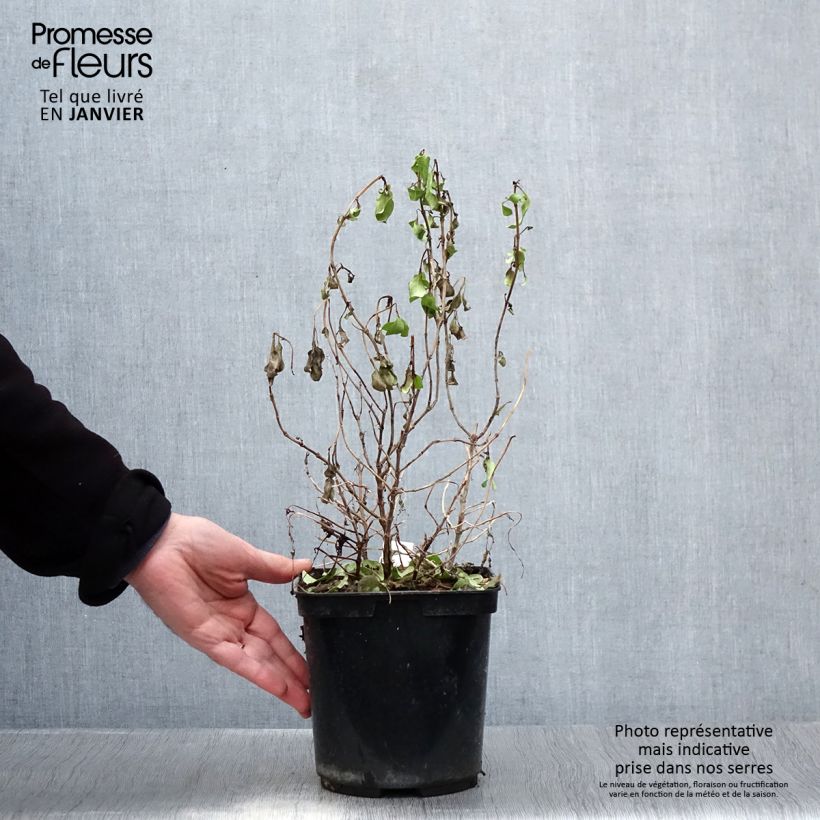 Coprosma robusta Pina colada - Pianta specchio Vaso da 3L/4L esemplare consegnato in inverno