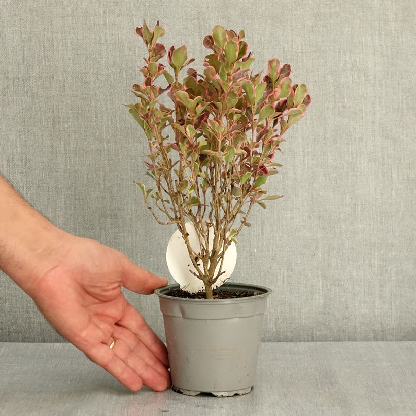 Esemplare di Coprosma repens Eclipse (semi) - Pianta specchio Vaso da Ø 12 cm / 13 cm consegnato in estate