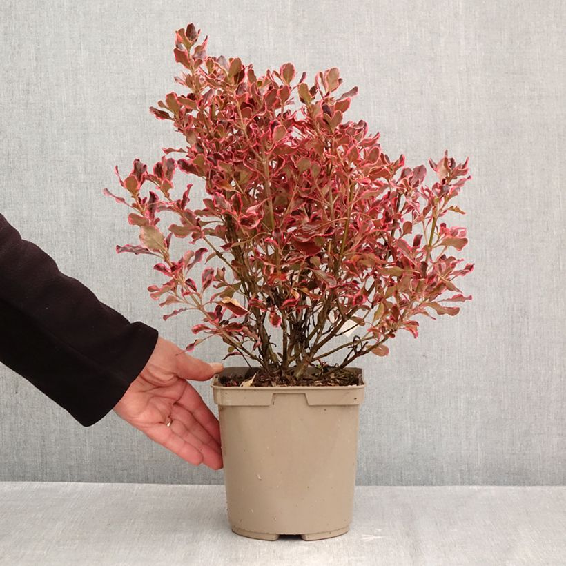 Esemplare di Coprosma repens Eclipse (semi) - Pianta specchio Vaso da 3L/4L come consegnato in autunno