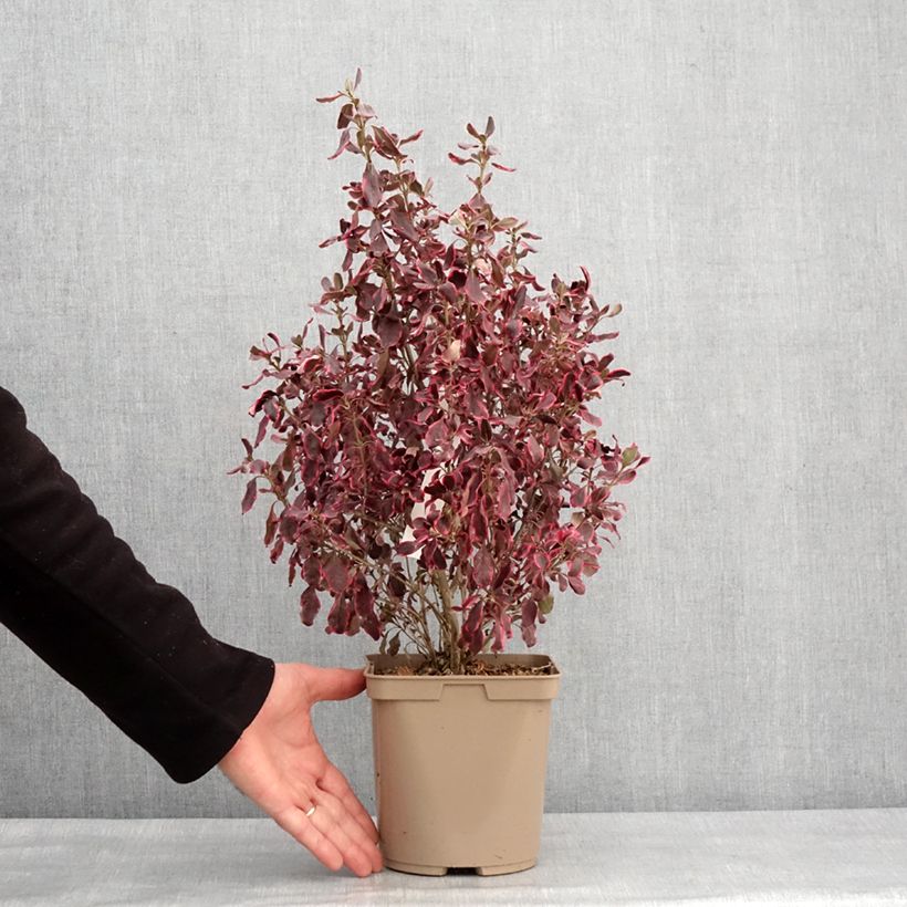 Coprosma repens Eclipse (semi) - Pianta specchio Vaso da 3L/4L esemplare consegnato in inverno