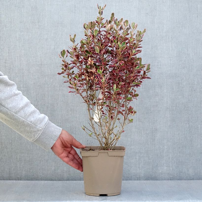 Coprosma repens Eclipse (semi) - Pianta specchio Vaso da 3L/4L esemplare consegnato in primavera