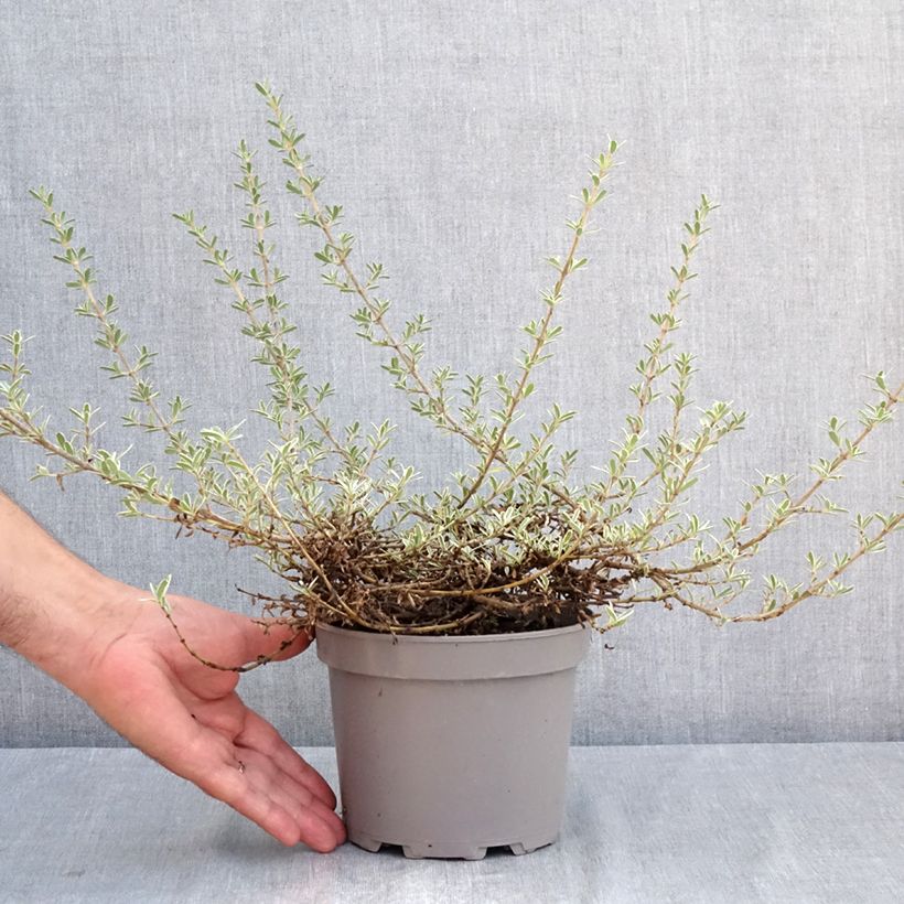 Esemplare di Coprosma kirkii Variegata - Pianta specchio Vaso da 2L/3L consegnato in estate