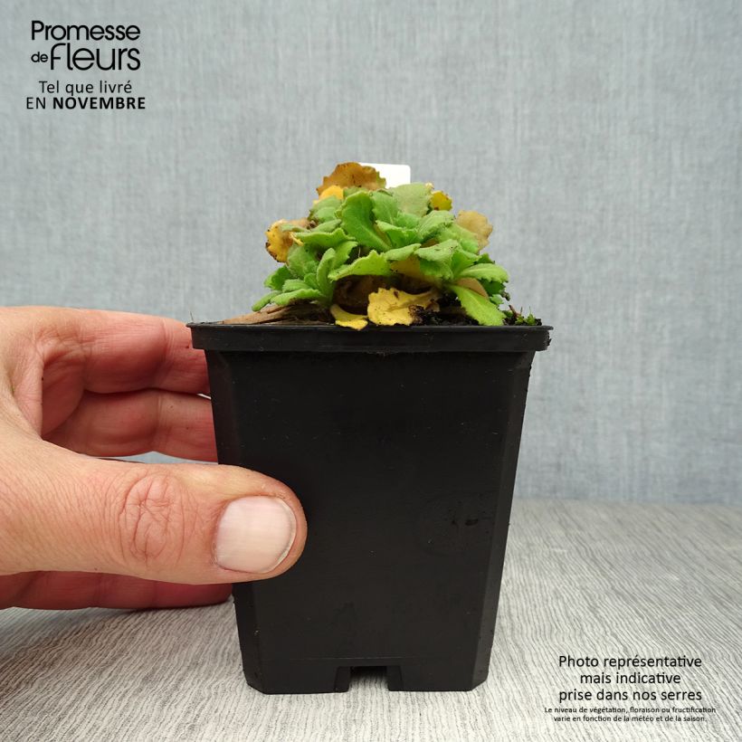 Esemplare di Arabis caucasica Bakkely Vasetto da 8/9 cm come consegnato in autunno