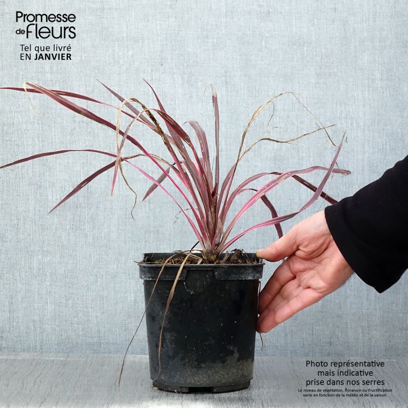 Cordyline australis Cherry Sensation - Cordiline Vaso da 2L/3L esemplare consegnato in inverno