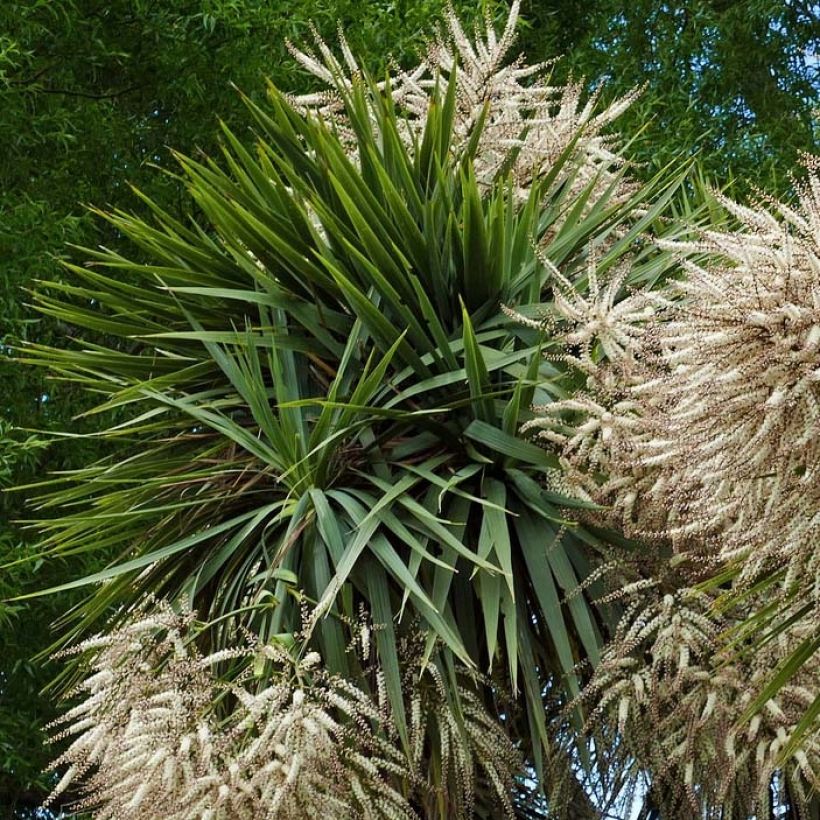Cordyline australis - Cordiline (Fogliame)