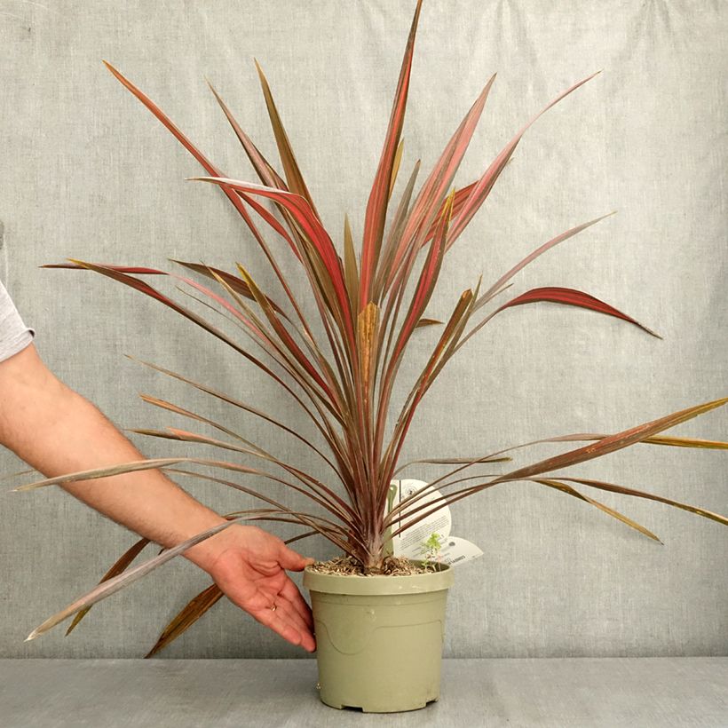 Esemplare di Cordyline australis Coral - Cordiline Vaso da 3L/4L consegnato in estate