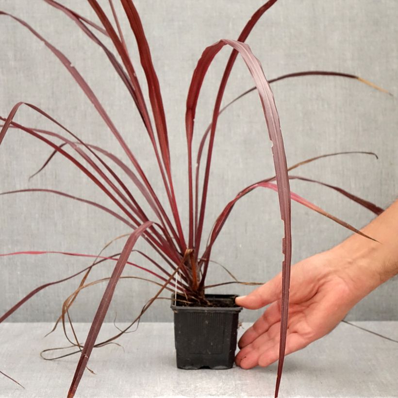 Esemplare di Cordyline australis Design a Line Burgundy - Cordiline Vasetto da 8/9 cm come consegnato in autunno