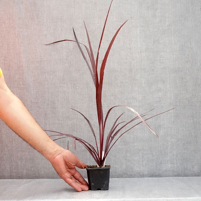Esemplare di Cordyline australis Design a Line Burgundy - Cordiline Vasetto da 8/9 cm consegnato in estate