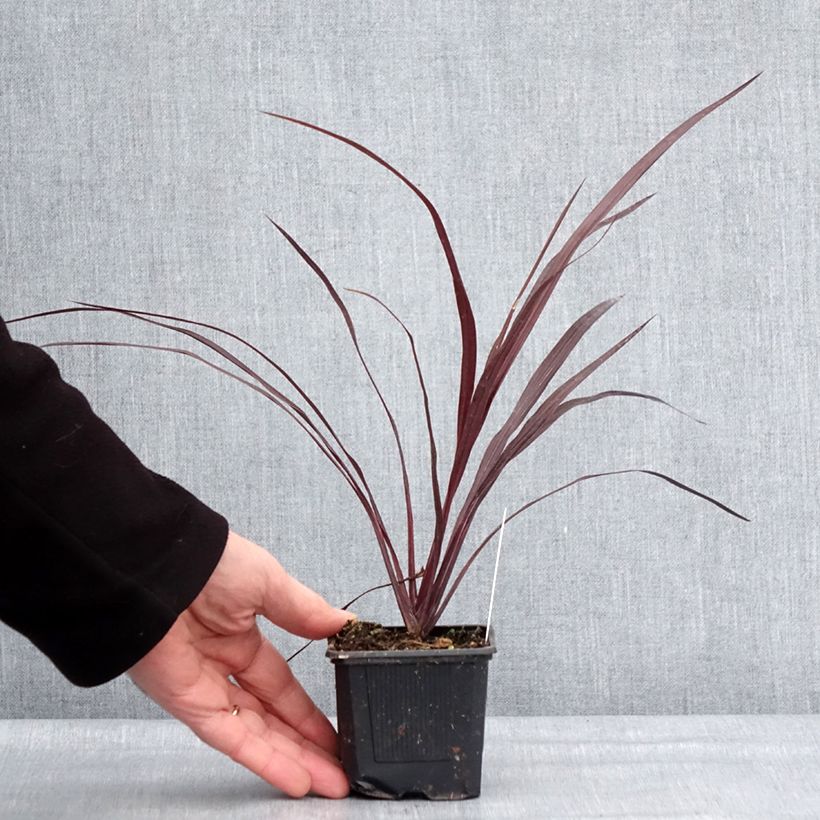 Cordyline australis Design a Line Burgundy - Cordiline Vasetto da 8/9 cm esemplare consegnato in inverno