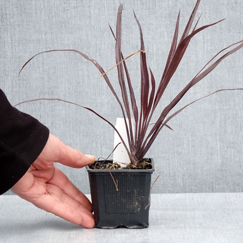 Cordyline australis Design a Line Burgundy - Cordiline Vasetto da 8/9 cm esemplare consegnato in primavera