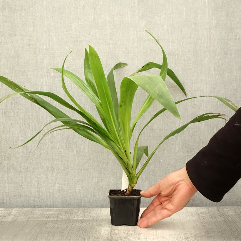 Esemplare di Cordyline australis Emerald Star - Cordiline Vasetto da 8/9 cm come consegnato in autunno