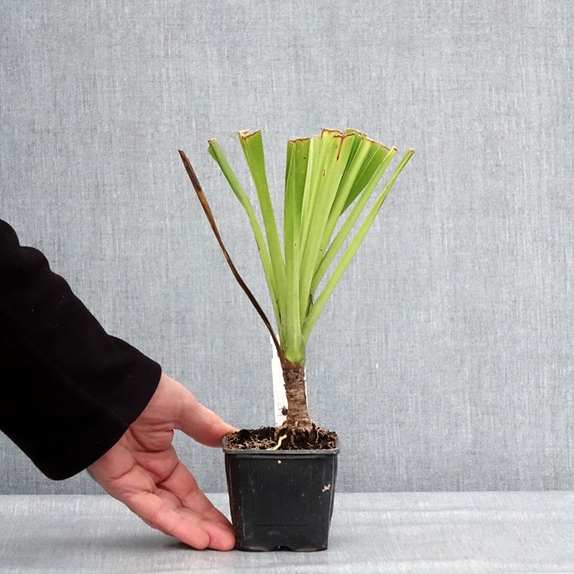 Cordyline australis Emerald Star - Cordiline Vasetto da 8/9 cm esemplare consegnato in inverno