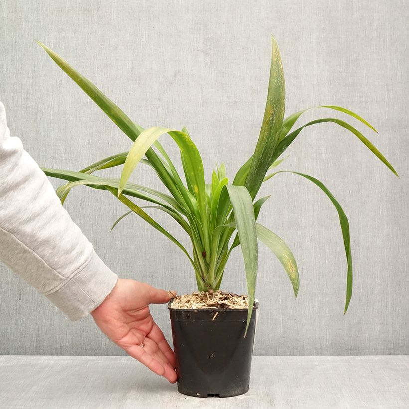 Cordyline australis Emerald Star - Cordiline Vaso da 2L/3L esemplare consegnato in primavera