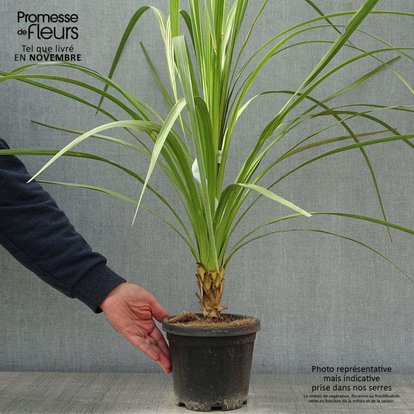 Esemplare di Cordyline australis - Cordiline Vaso da 3L/4L come consegnato in autunno