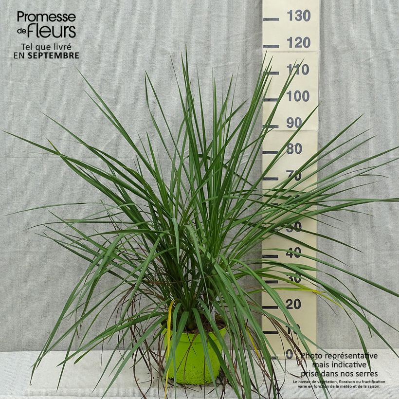 Esemplare di Cordyline australis - Cordiline Vaso da 6L/7L come consegnato in autunno