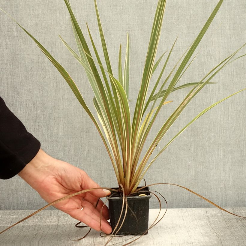 Esemplare di Cordyline australis Fantasy - Cordiline Vasetto da 8/9 cm come consegnato in autunno