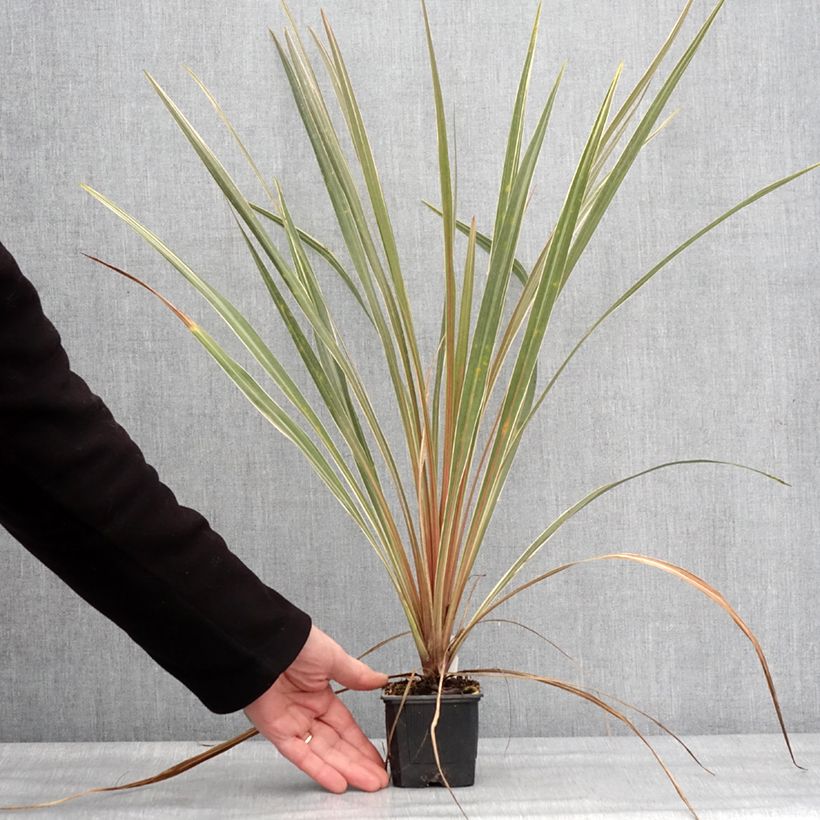 Cordyline australis Fantasy - Cordiline Vasetto da 8/9 cm esemplare consegnato in inverno