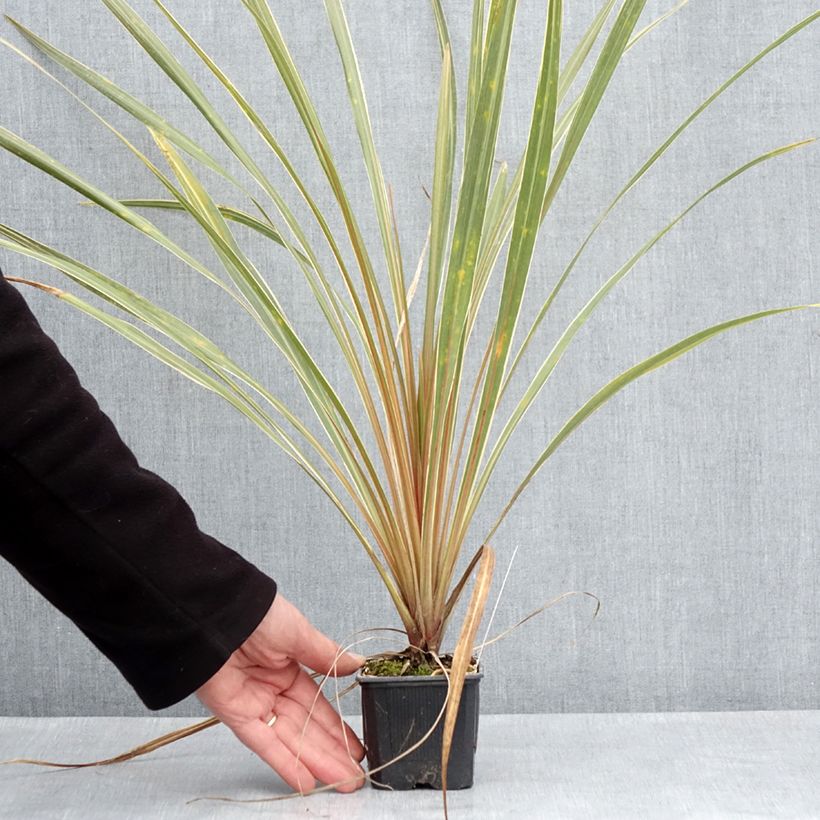 Cordyline australis Fantasy - Cordiline Vasetto da 8/9 cm esemplare consegnato in primavera
