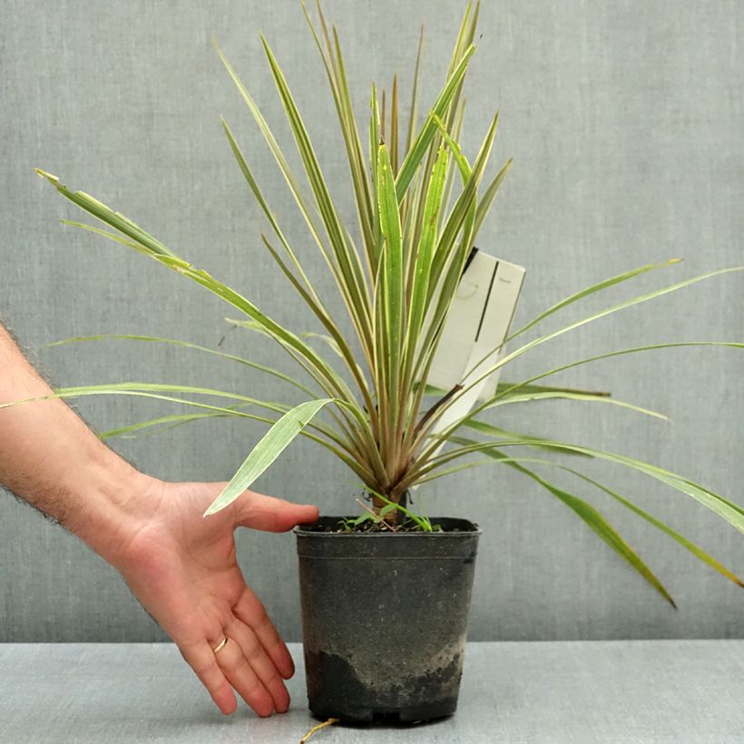 Esemplare di Cordyline australis Fantasy - Cordiline Vaso da 2L/3L come consegnato in autunno