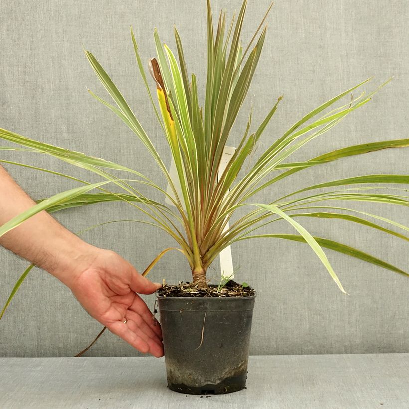 Esemplare di Cordyline australis Fantasy - Cordiline Vaso da 2L/3L consegnato in estate