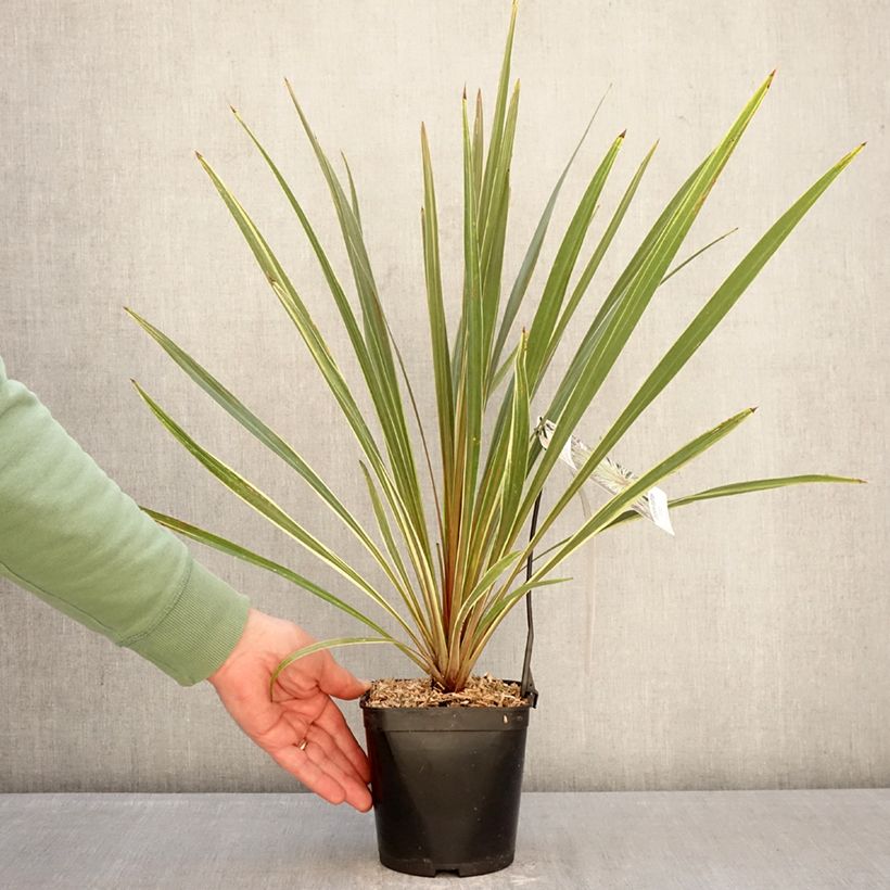 Cordyline australis Fantasy - Cordiline Vaso da 2L/3L esemplare consegnato in inverno