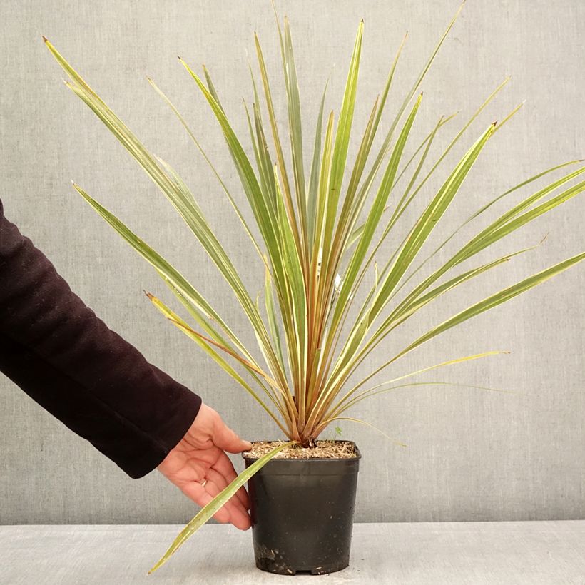Cordyline australis Fantasy - Cordiline Vaso da 2L/3L esemplare consegnato in primavera