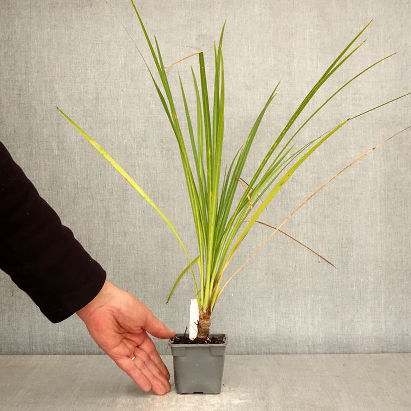 Cordyline australis - Cordiline Vasetto da 8/9 cm esemplare consegnato in primavera