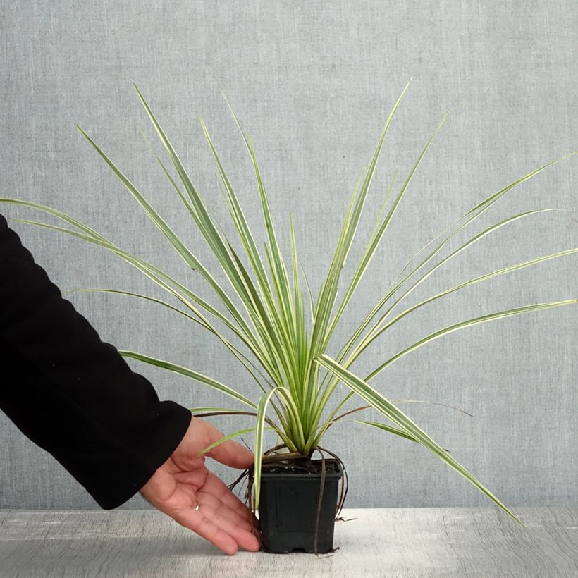 Esemplare di Cordyline australis Lime Passion - Cordiline Vasetto da 8/9 cm come consegnato in autunno