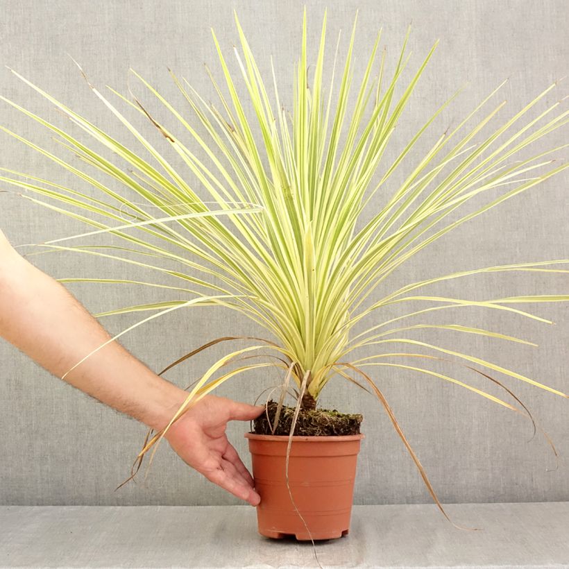 Esemplare di Cordyline australis Lime Passion - Cordiline Vaso da 2L/3L consegnato in estate