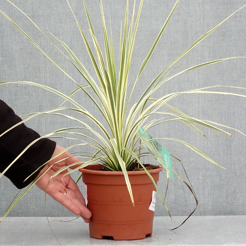 Cordyline australis Lime Passion - Cordiline Vaso da 2L/3L esemplare consegnato in primavera