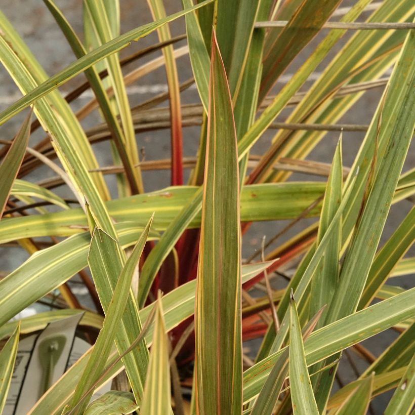Cordyline australis Magic Star - Cordiline (Fogliame)