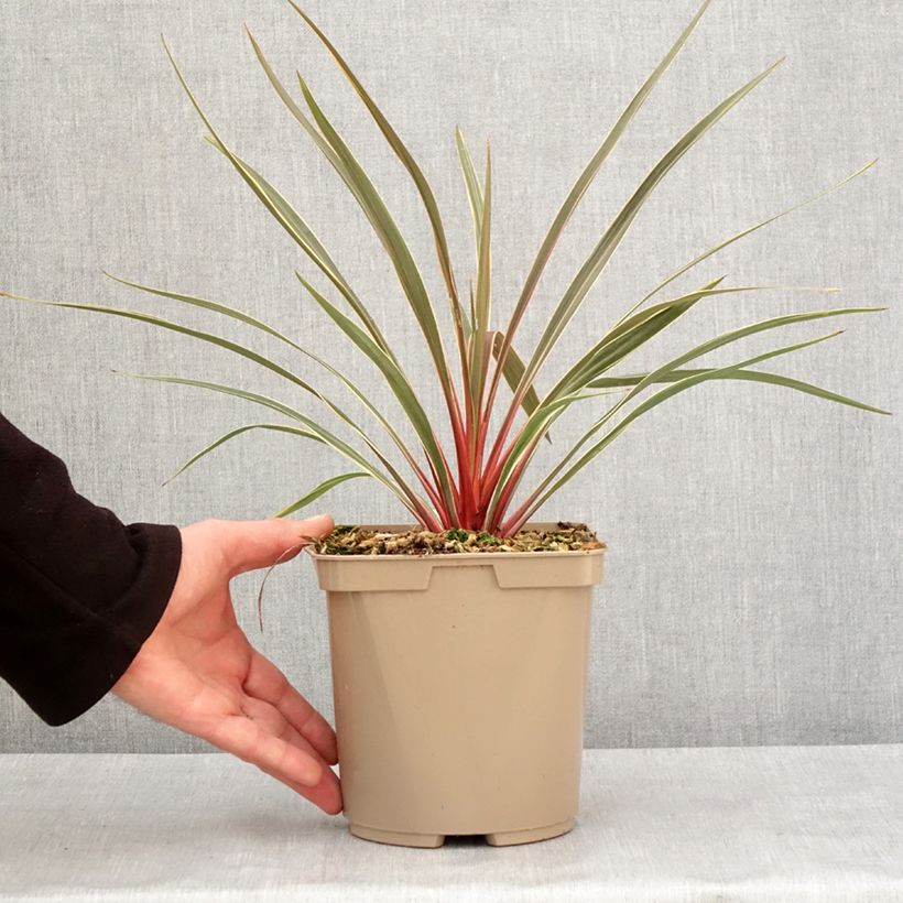 Cordyline australis Magic Star - Cordiline Vaso da 3L/4L esemplare consegnato in inverno