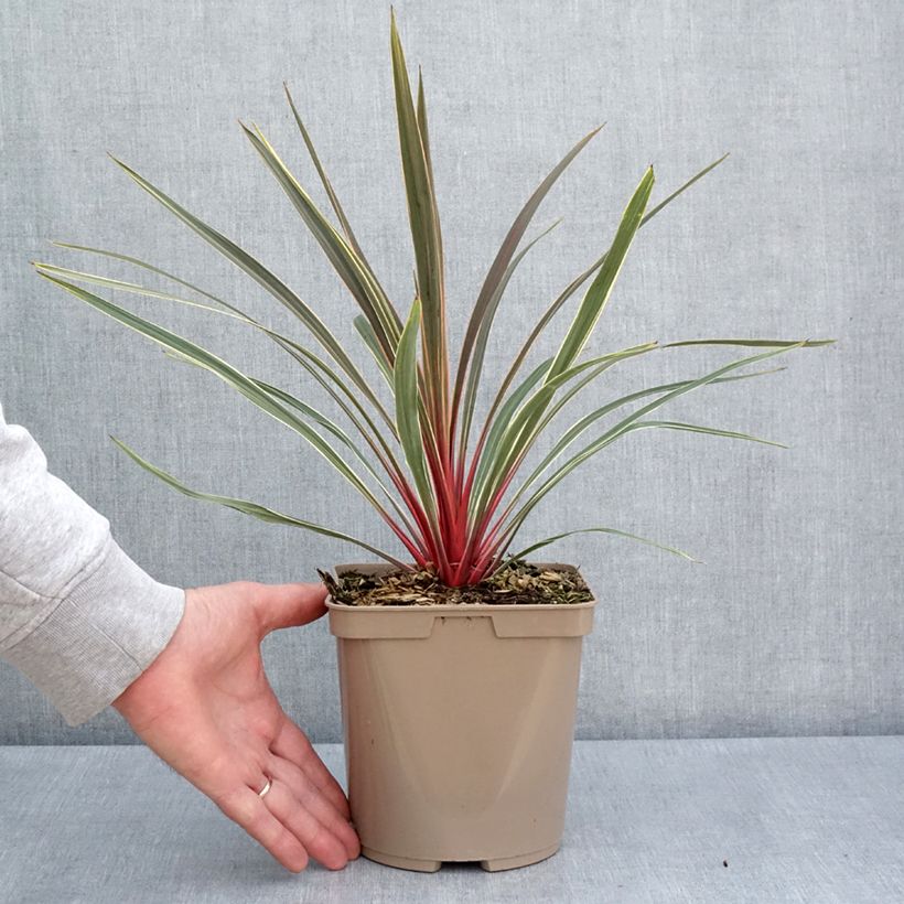 Cordyline australis Magic Star - Cordiline Vaso da 3L/4L esemplare consegnato in primavera