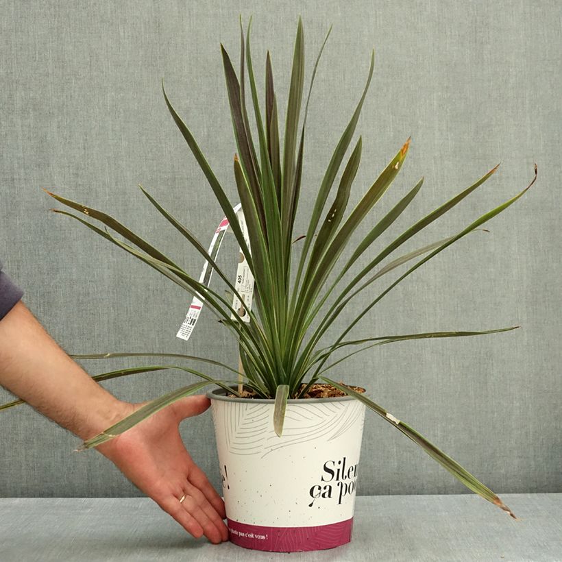Esemplare di Cordyline australis Mint Chocolate - Cordiline Vaso da 4L/5L consegnato in estate