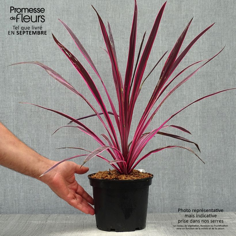 Esemplare di Cordyline australis Pink passion - Cordiline Vaso da 2L/3L come consegnato in autunno