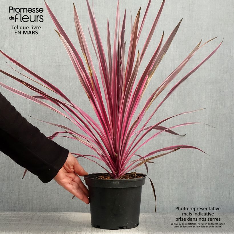 Cordyline australis Pink passion - Cordiline Vaso da 2L/3L esemplare consegnato in primavera