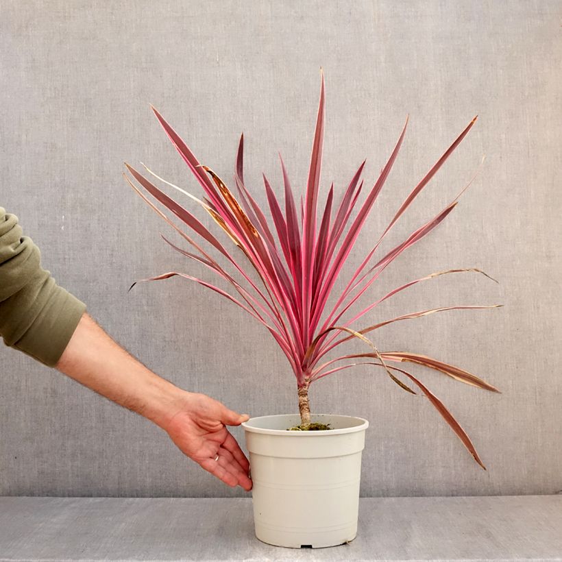 Esemplare di Cordyline australis Pink passion - Cordiline Vaso da 4L/5L consegnato in estate