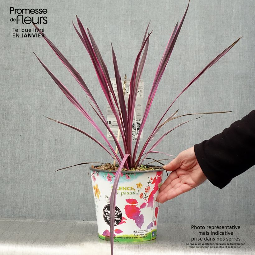 Cordyline australis Pink passion - Cordiline Vaso da 4L/5L esemplare consegnato in inverno